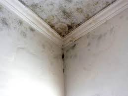 Best Black Mold Removal  in Webster, SD