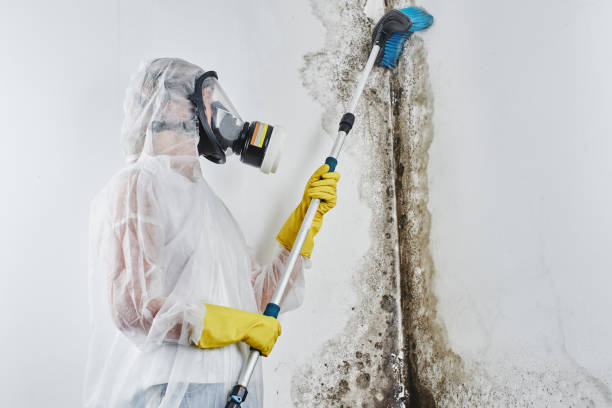 Best Biohazard Mold Removal  in Webster, SD