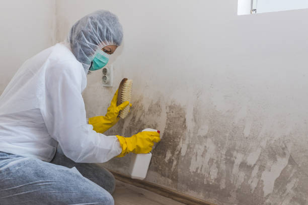 Why You Should Choose Our Mold Remediation Services in Webster, SD